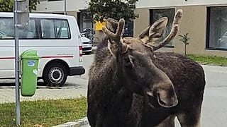 FILE: The Moose ‘Emil’ walks through the city of Korneuburg, north of Vienna, Austria, Saturday, Aug. 28, 2025
