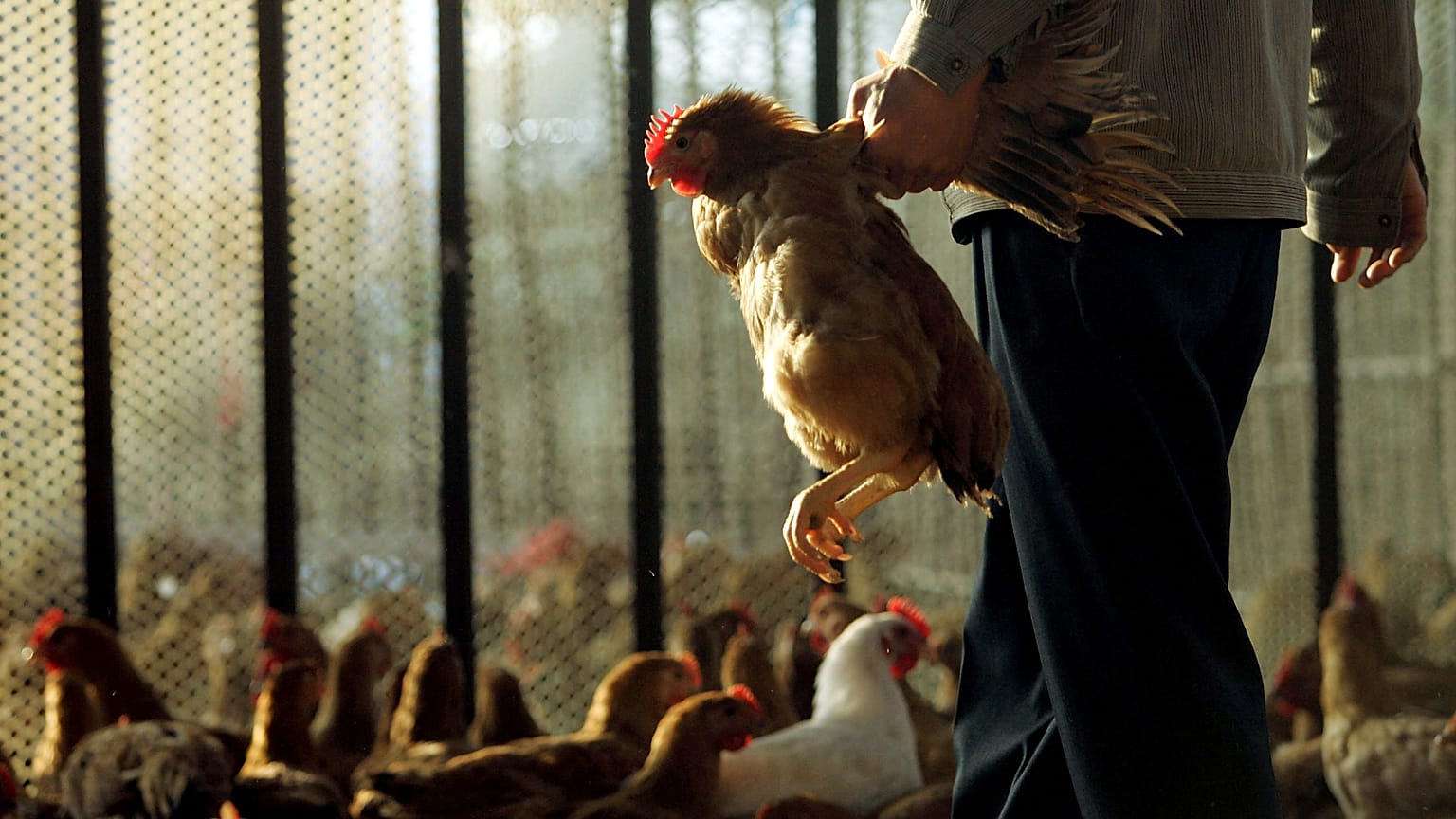 A vender selects a chicken to sell at a chicken market.
