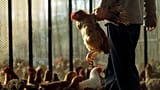 A vender selects a chicken to sell at a chicken market.
