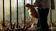 A vender selects a chicken to sell at a chicken market.