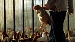 Um vendedor seleciona um frango para vender num mercado de frangos.