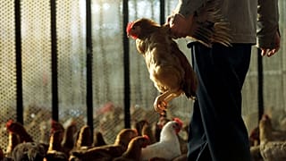 Un venditore seleziona un pollo da vendere al mercato dei polli.