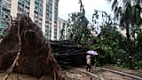 An uprooted tree blocks a path in the Ho Man Tin area
