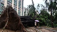 An uprooted tree blocks a path in the Ho Man Tin area
