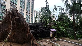 Un árbol arrancado bloquea un camino en la zona de Ho Man Tin