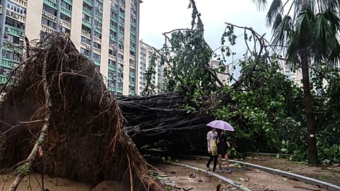 Un árbol arrancado bloquea un camino en la zona de Ho Man Tin
