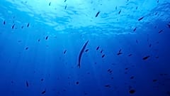 Ένα μπαρακούντα, στο κέντρο, κολυμπά στην προστατευόμενη περιοχή του Εθνικού Πάρκου Porquerolles της Γαλλίας.