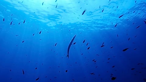 A barracuda, center, swims in the protected area of France's Porquerolles National Park.