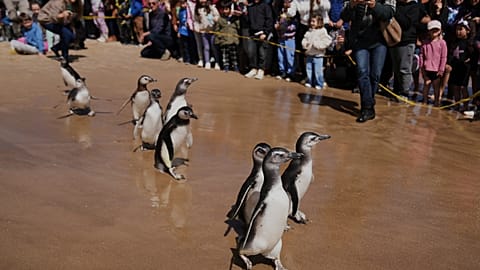 Magellanic penguins walk towards the ocean during a release