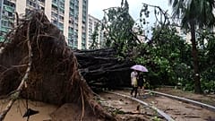 Ein entwurzelter Baum versperrt einen Weg in der Gegend von Ho Man Tin, während sich der Supertaifun Ragasa in Hongkong nähert, Mittwoch, 24. September 2025.