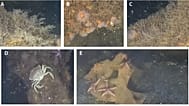 This image provided by Andrey Vedenin shows sea creatures living on dumped World War II explosives in the Baltic Sea.