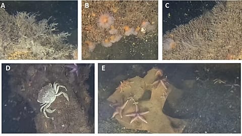 This image provided by Andrey Vedenin shows sea creatures living on dumped World War II explosives in the Baltic Sea.