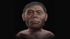 Homo floresiensis temsili.