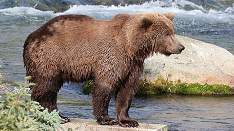 دب في متنزه كاتماي الوطني بولاية ألاسكا، 12 سبتمبر 2025.