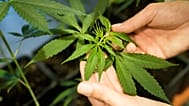Seit anderthalb Jahren ist Cannabis in Deutschland teillegalisiert. Eine erste Zwischenbilanz zeigt: es gab wenig Veränderung.