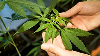 Seit anderthalb Jahren ist Cannabis in Deutschland teillegalisiert. Eine erste Zwischenbilanz zeigt: es gab wenig Veränderung.