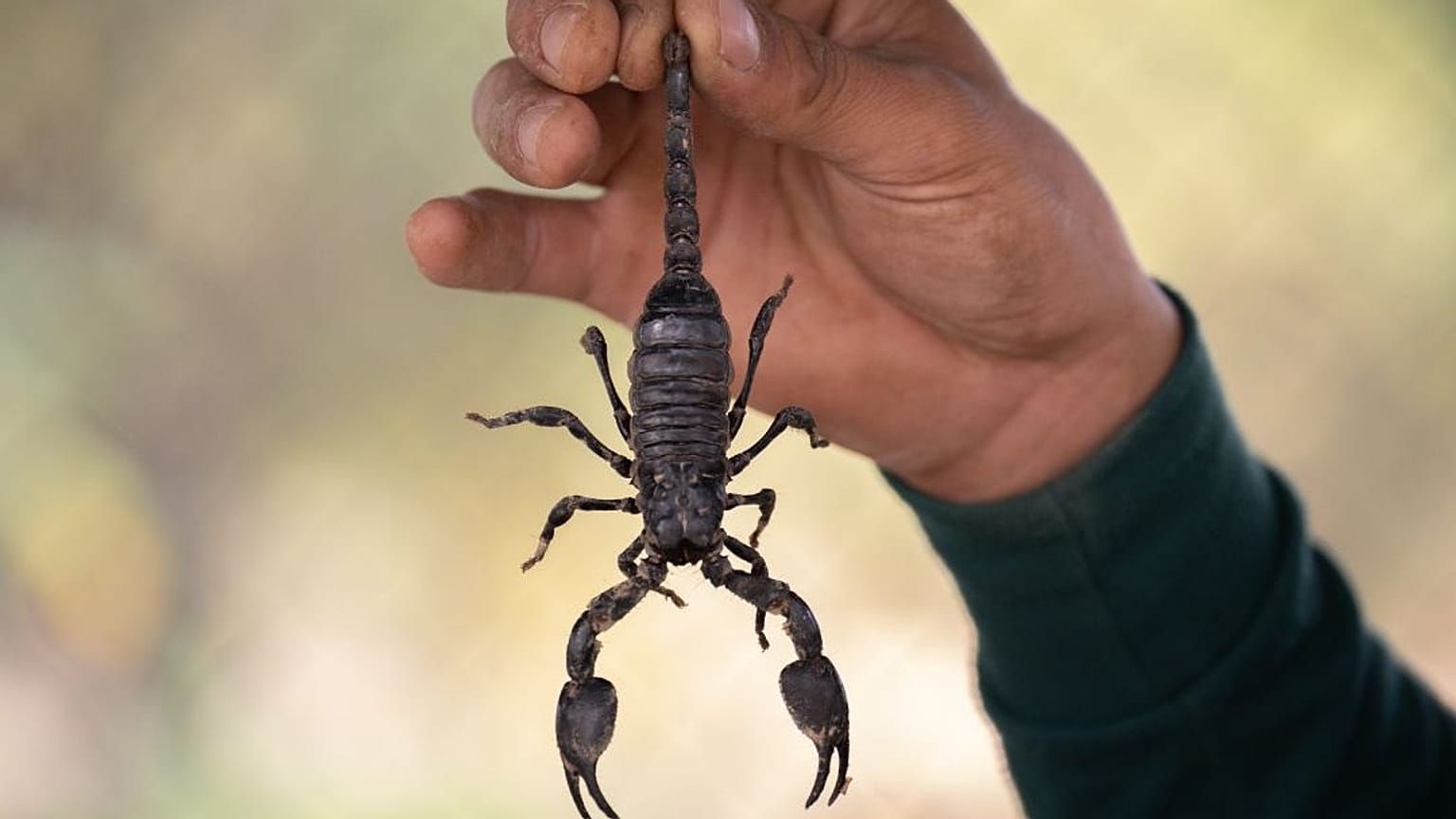 رجل يمسك بعقرب أسود ضخم من ذيله.