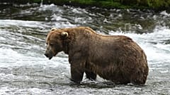Ulusal Park Servisi tarafından sağlanan bu görüntü Alaska'daki Katmai Ulusal Parkı ve Koruma Alanı'ndaki 32 numaralı ayıyı gösteriyor.