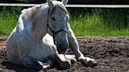 Sprawa konia, który został w styczniu umyty w myjni samochodowej, zostaje wznowiona na wniosek fundacji Viva!. 