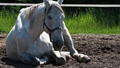 Sprawa konia, który został w styczniu umyty w myjni samochodowej, zostaje wznowiona na wniosek fundacji Viva!. 
