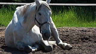 Sprawa konia, który został w styczniu umyty w myjni samochodowej, zostaje wznowiona na wniosek fundacji Viva!. 