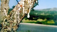 La resina cola da un ramo