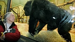 Jane Goodall no zoo de Budapeste em 2008