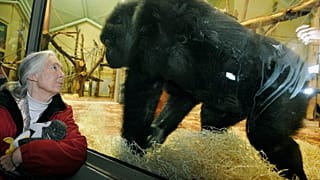 Jane Goodall no zoo de Budapeste em 2008