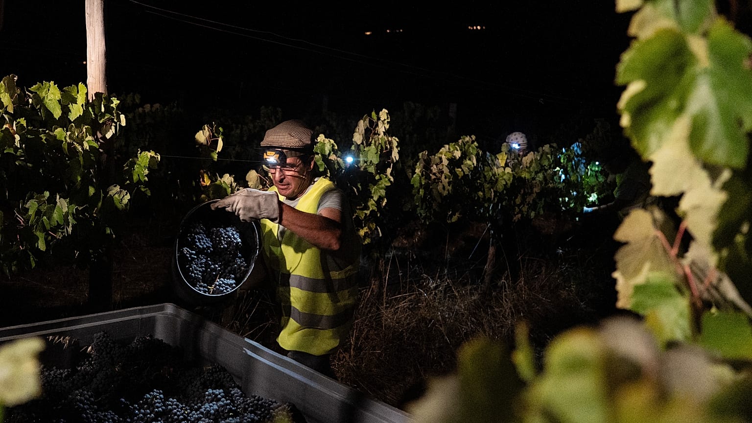 Le contremaître Vitor Lucas décharge une benne de raisins de cuve sur un tracteur lors d'une vendange nocturne au vignoble Herdade da Fonte Santa, près de Vimieiro, au Portugal.