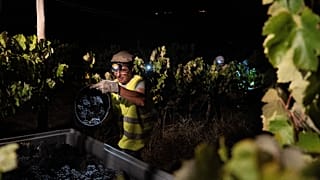 O encarregado Vitor Lucas descarrega um balde de uvas para vinho num trator durante uma colheita noturna na vinha Herdade da Fonte Santa, perto de Vimieiro, Portugal