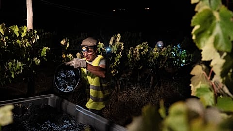 Le contremaître Vitor Lucas décharge une benne de raisins de cuve sur un tracteur lors d'une vendange nocturne au vignoble Herdade da Fonte Santa, près de Vimieiro, au Portugal.