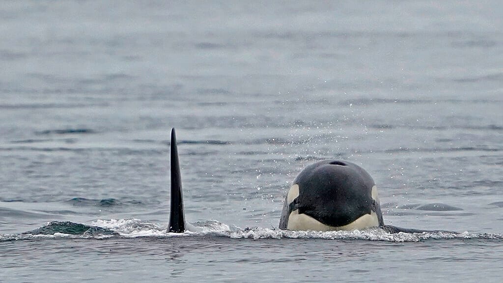 Incidents between orcas and boats off the Portuguese coast continue to
