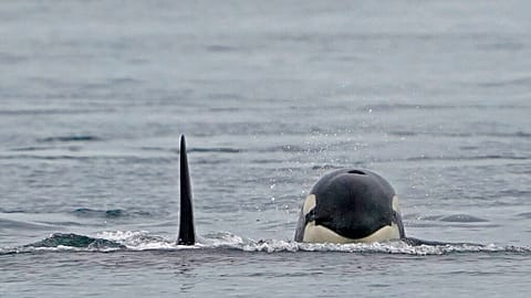 They can weigh between 6 and 11 tonnes, depending on their sex and size