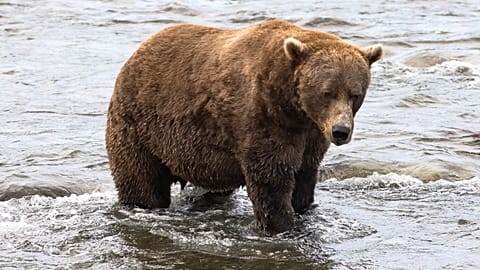 صورة نشرتها دائرة المتنزهات الوطنية للدب رقم 856 في متنزه كاتماي الوطني ومحم��ة ألاسكا، 13 سبتمبر/ أيلول 2025.