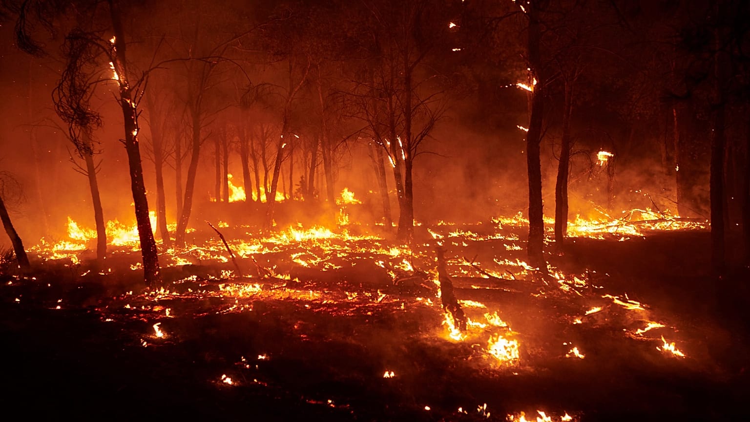 Burning trees are pictured during a wildfire in Carcastillo, northern Spain, Sunday, Aug. 10, 2025. 