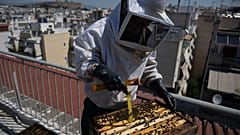 Apiculture urbaine