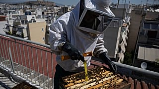 Αστική μελισσοκομία