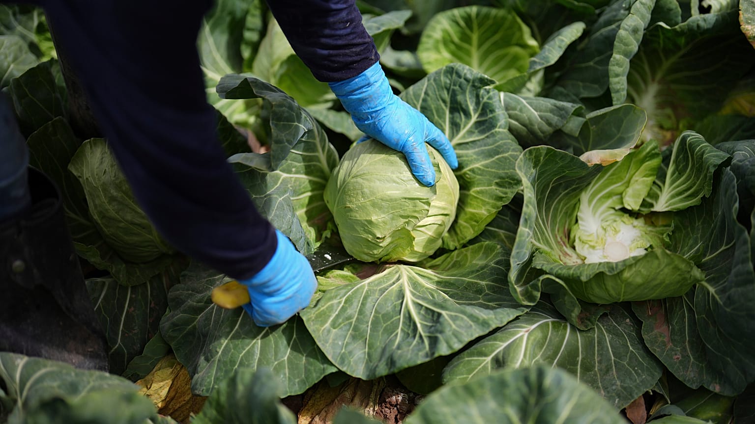 A worker harvests cabbage March 5, 2025, in Holtville, California. 