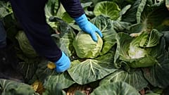 Ein Arbeiter erntet am fünften März zweitausendfünfundzwanzig in Holtville, Kalifornien, Kohl.