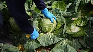 A worker harvests cabbage March 5, 2025, in Holtville, California. 
