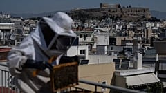 La antigua colina de la Acrópolis aparece de fondo mientras Nikos Chadjilias inspecciona una colmena en el tejado de un edificio en Atenas, Grecia.