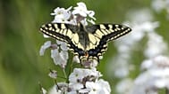The insect’s survival is threatened by habitat loss, climate change and genetic erosion due to its limited geographical range.