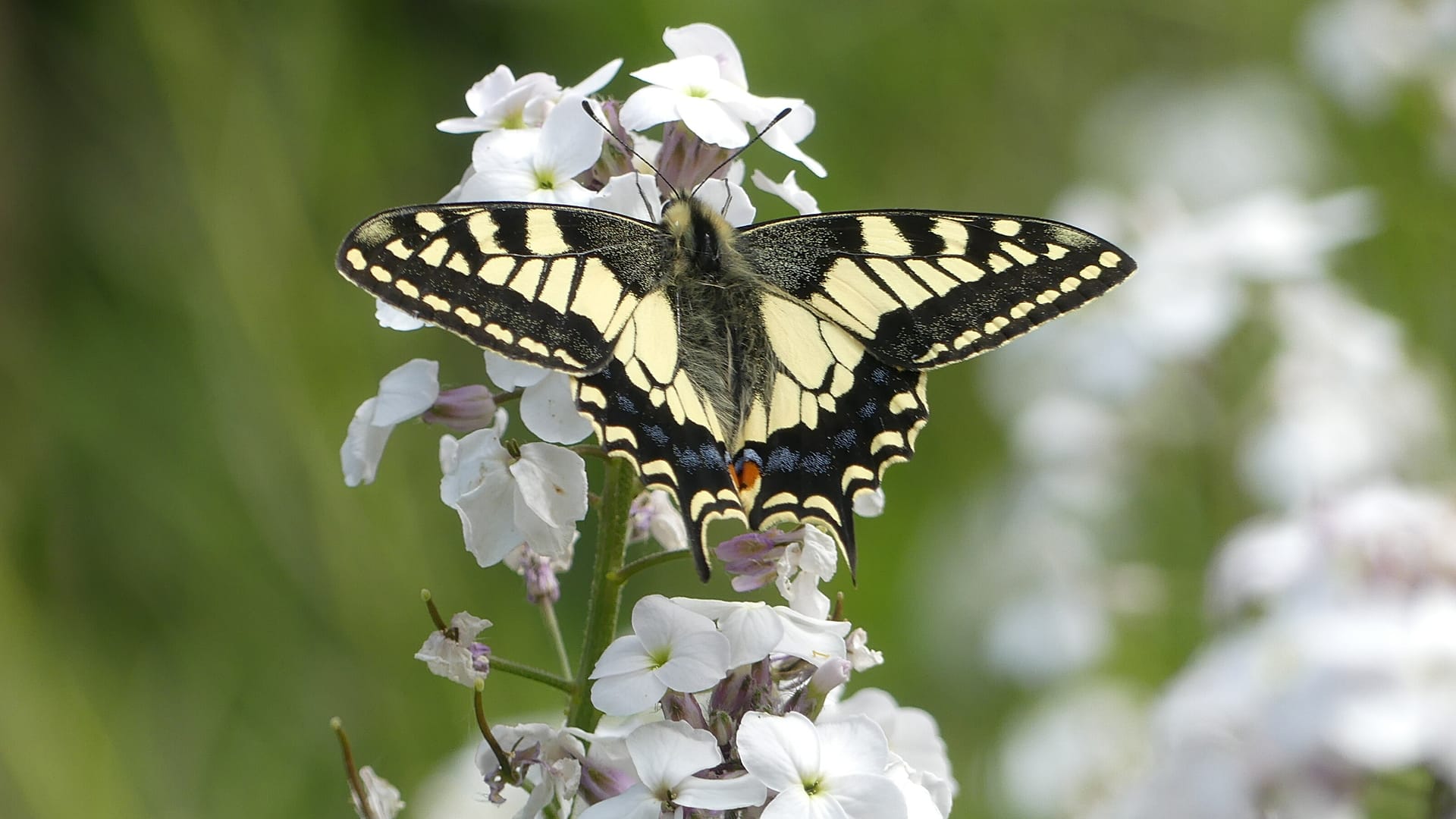 Das Überleben des Insekts ist aufgrund seines begrenzten geografischen Verbreitungsgebiets durch den Verlust von Lebensräumen, den Klimawandel und die genetische Erosion bedroht.