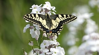The insect’s survival is threatened by habitat loss, climate change and genetic erosion due to its limited geographical range.