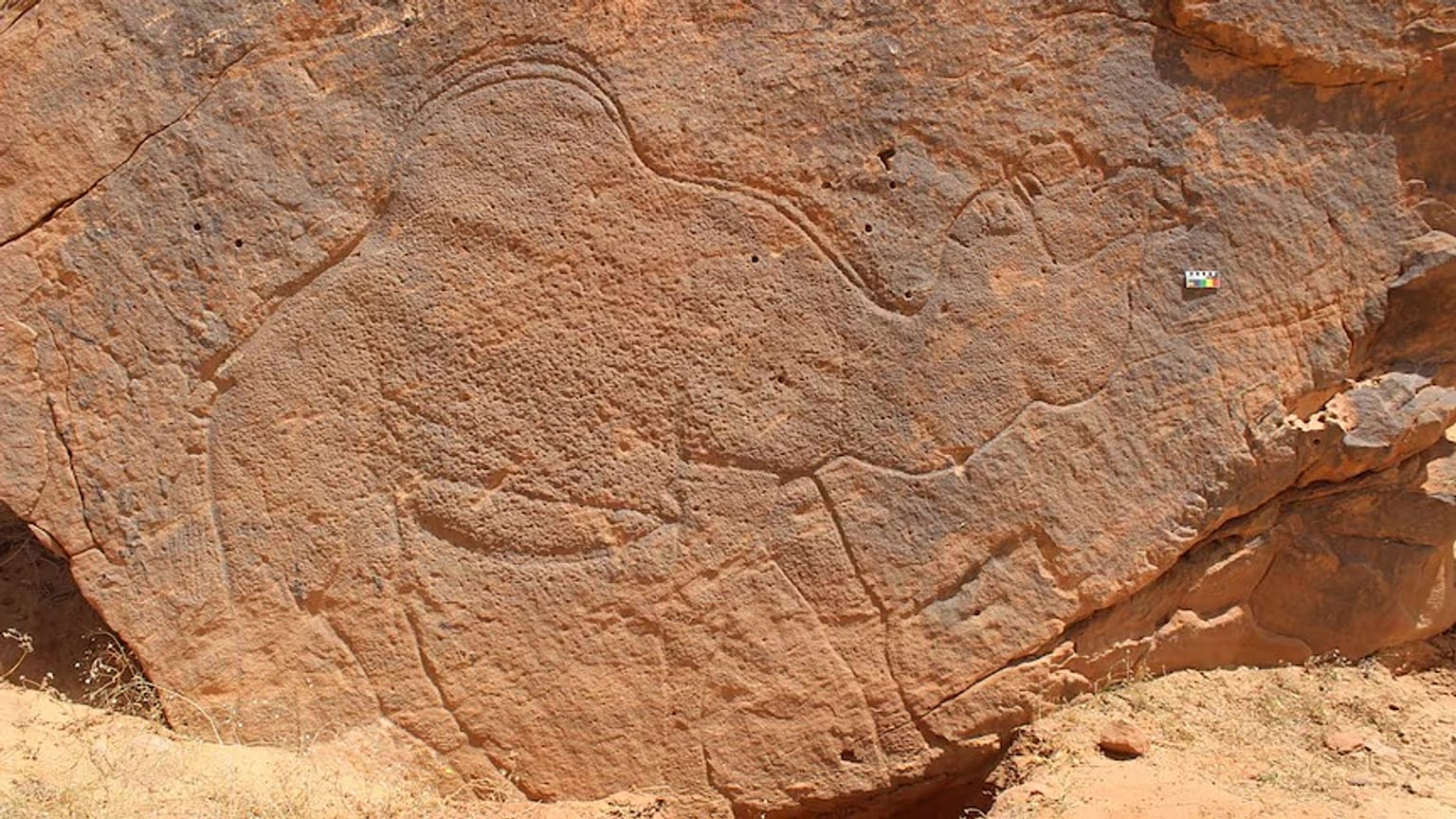 Amatör arkeoloji meraklıları tarafından keşfedilen devasa kaya oymaları arasında gerçek boyutlu develer de bulundu.