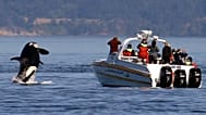 En esta fotografía de archivo del 31 de julio de 2015, una orca salta cerca de un barco de observación de ballenas en el mar de Salish en las islas San Juan, Washington, EE.UU