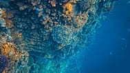 An underwater shot of a coral reef