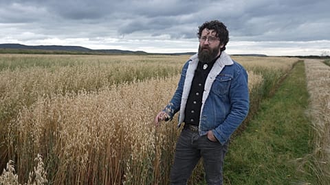 L'avena nordica, una coltura orfana che sta tornando a mettere radici