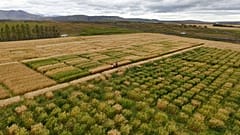 Изменение климата позволяет выращивать овёс в Северной Европе