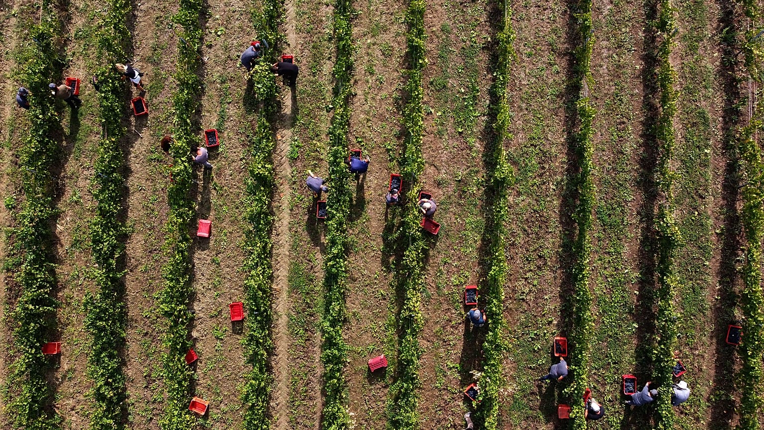 Az aranyszínű sárgaság fitoplazma 2013 óta ismert a magyar agrárvezetők előtt, mégsem tettek ellene semmit.